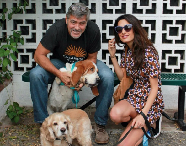 George and Amal Clooney adopt dog