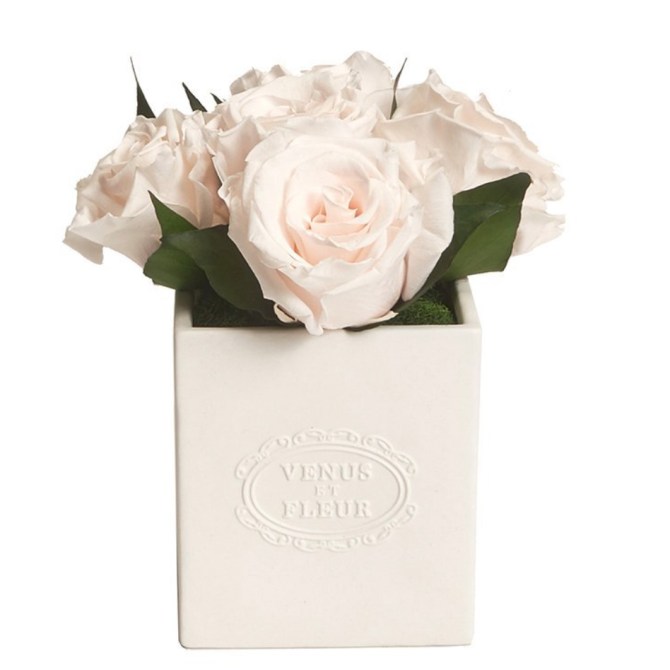 STYLECASTER | Venus Et Fleur Maison Collection