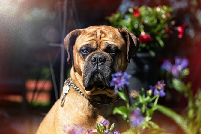 Bullmastiff Dog