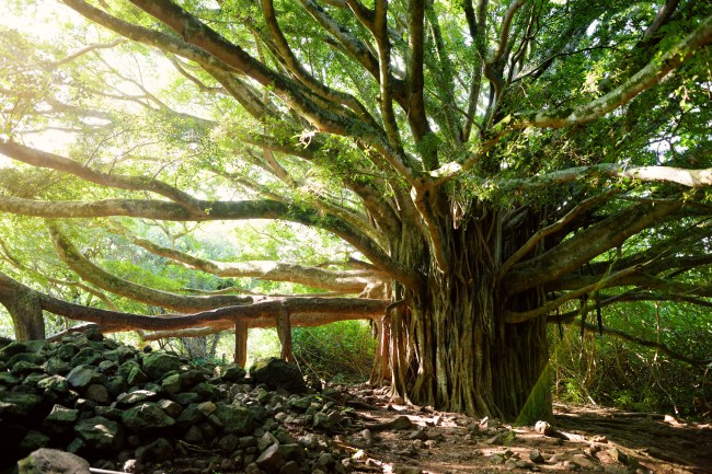 A banyan tree with sunshine peeking through the branches