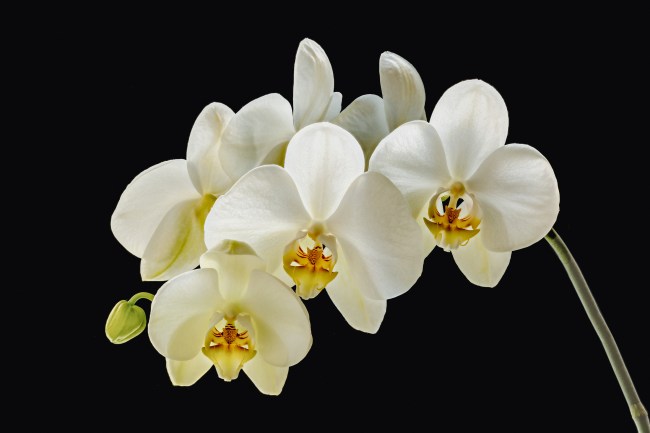 Orchid Flowers