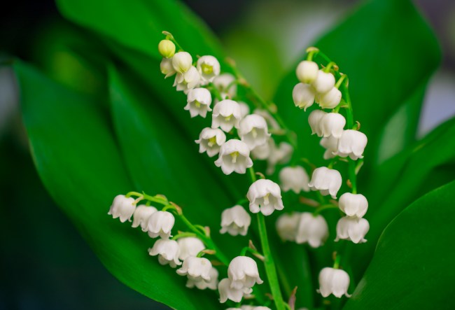 Lily of the Valley