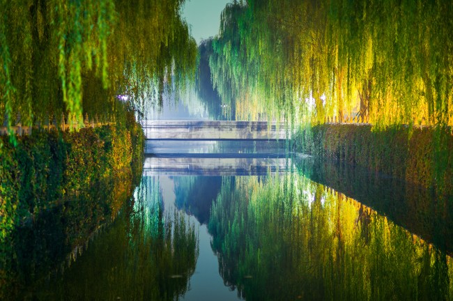 Willow trees over water at night