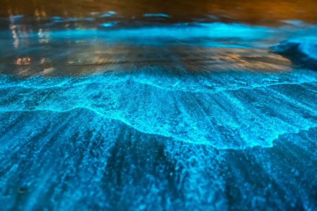 A glowing shoreline on Mosquito Bay, Puerto Rico
