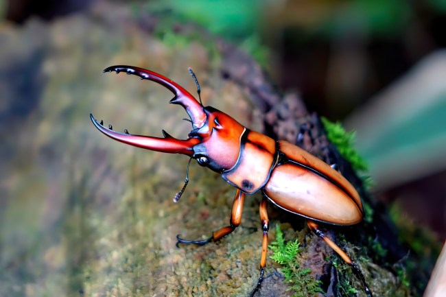 Aries Stag Beetle