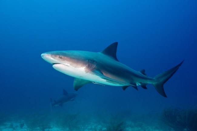 BULL SHARK, Carcharhinus leucas, Carcharhinidae, Bahamas, The Caribbean