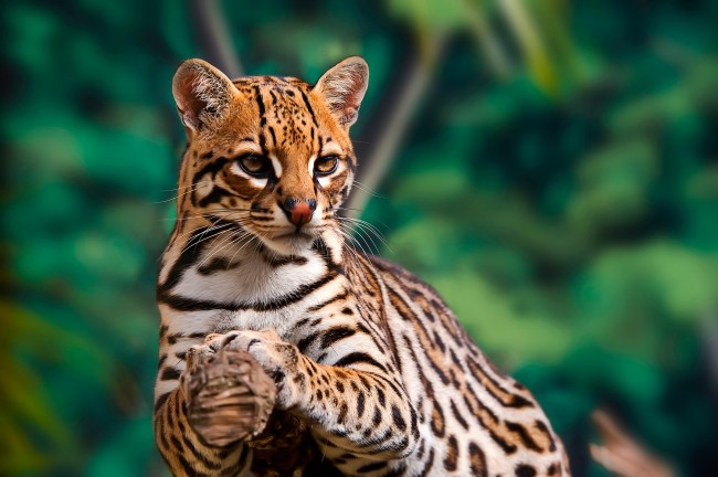 Ocelot