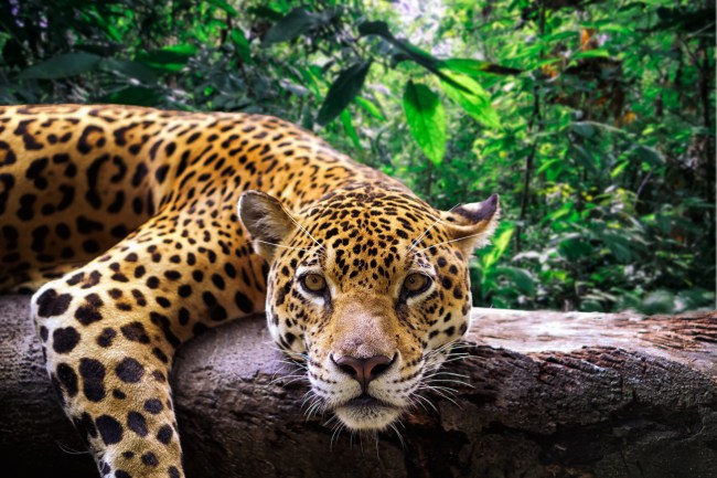 Jaguar