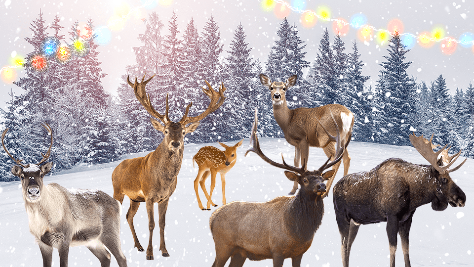 StyleCaster | Here's the Type of Deer That Captures Each Zodiac Sign's Christmas Spirit