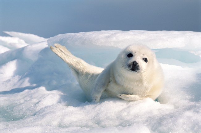 Harp Seal