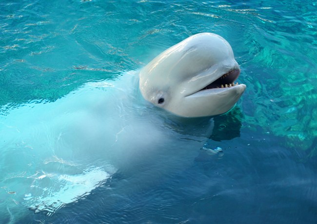 Beluga Whale