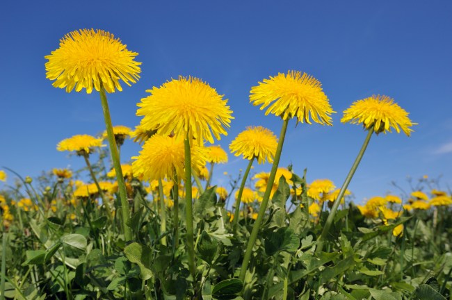 Health Benefits of Dandelion