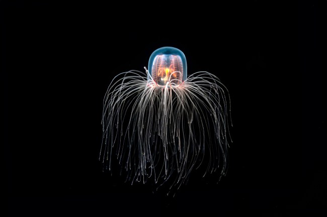 Immortal Jellyfish