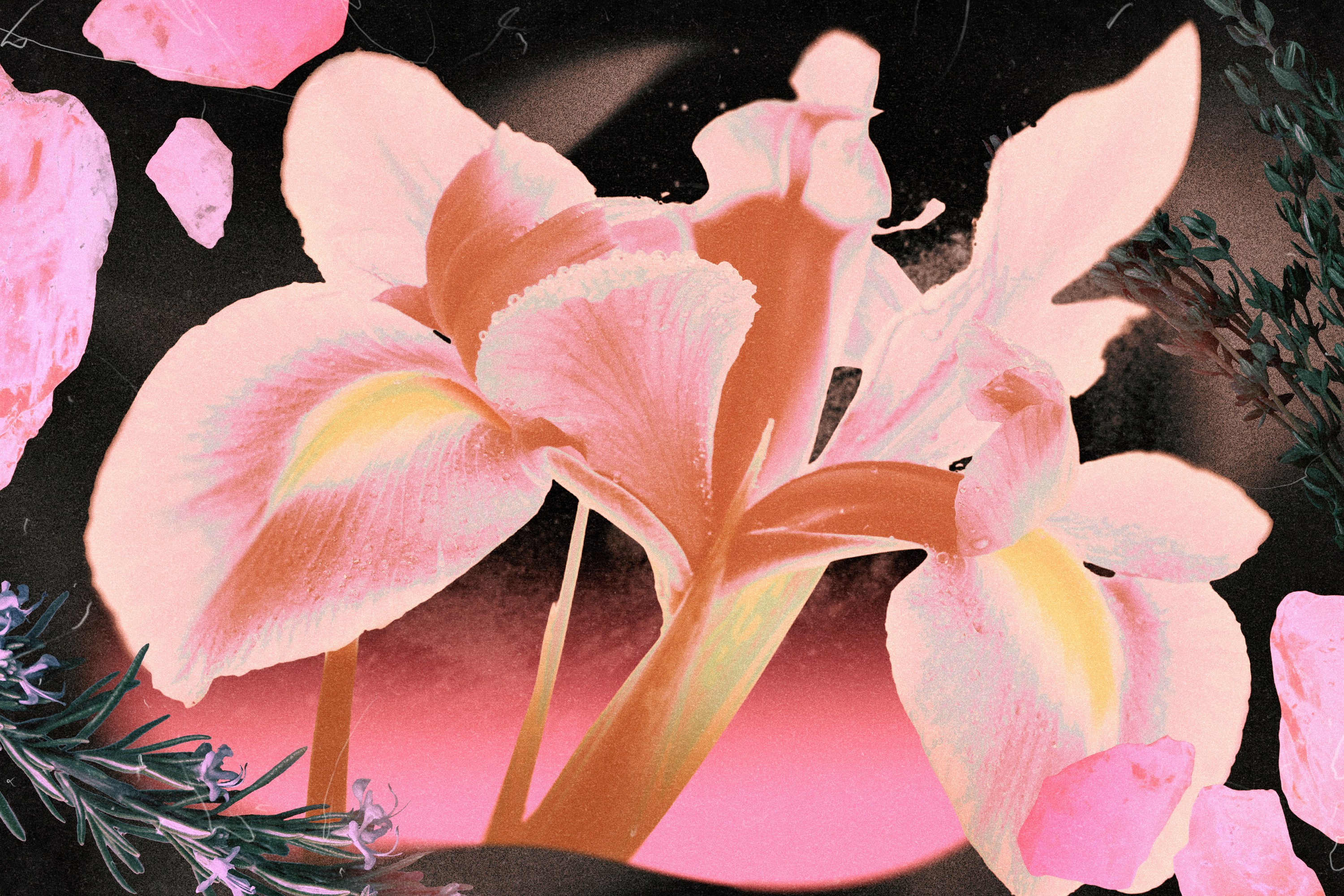 A pink lily flower blooming over a cosmic backdrop in representation of the "divine feminine" on Friday the 13th