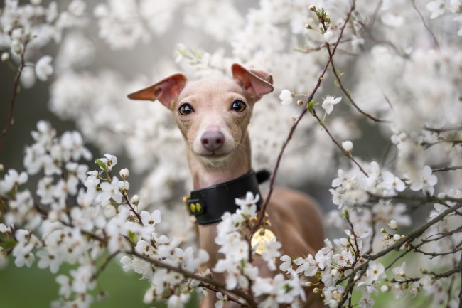 An Italian Greyhound surrounded by cherry blossoms