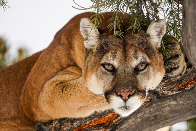 A mountain lion laying in a tree.