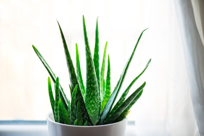 Aloe Vera plant in white flowerpot.