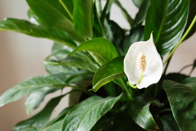 A white flower from a Peace lily house plant sitting in a pot