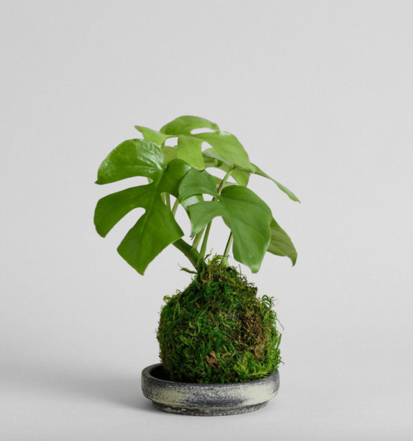 30 Best Valentine's Day Gifts for Wives 2026